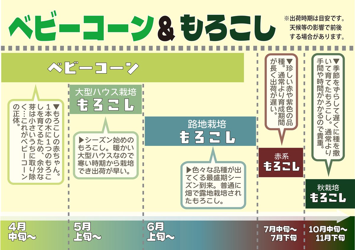 ※写真は朝の様子
👶6/16(月)出荷数＝約1500本(120袋)🌽

👶#ベビーコーン（未熟なとうもろこし）
1キロ＝300円〜(税抜) ※箱売りは無し
出荷時期➡4月下旬～6月中旬
※予約・注文・ネット販売不可

⇩特産【もろこし】
fudoki-nakamichi.com/news/391/