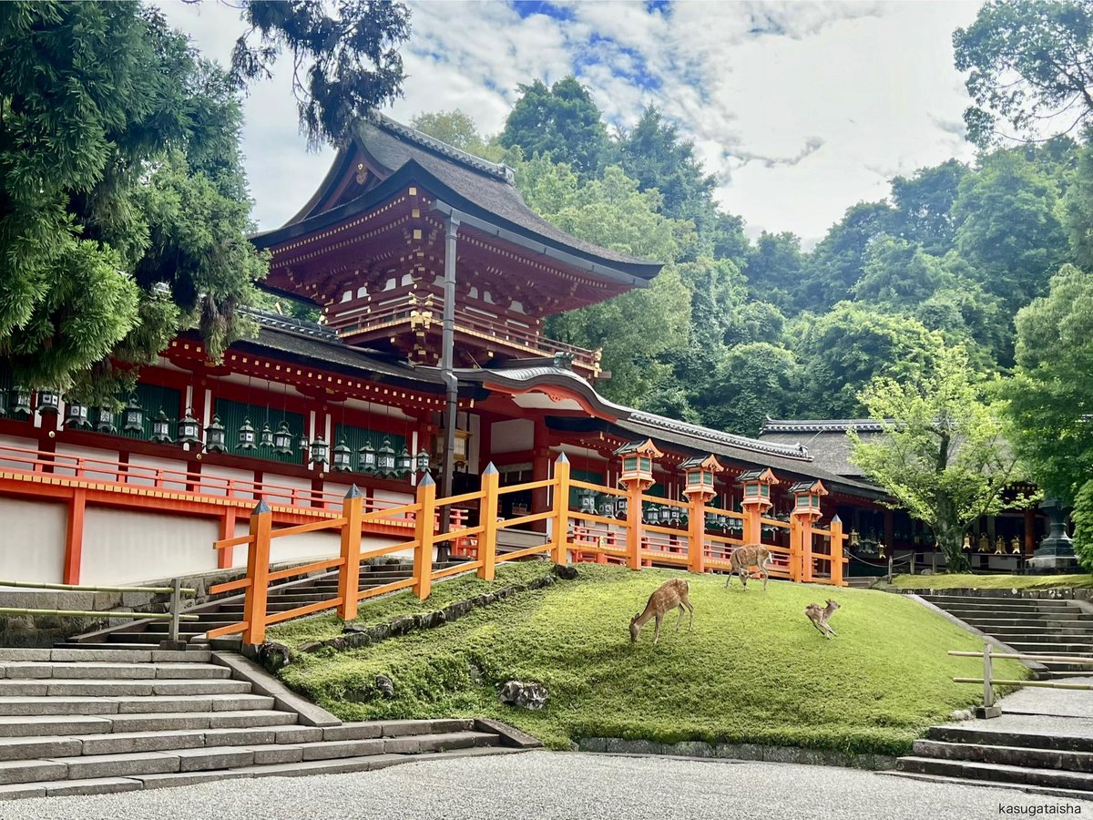 おはようございます。
今日から暑い日が続きそうです。
こまめな水分補給しながら熱中症に気をつけてお過ごしください。
#春日大社 #奈良 #神鹿 #奈良の鹿 #朝