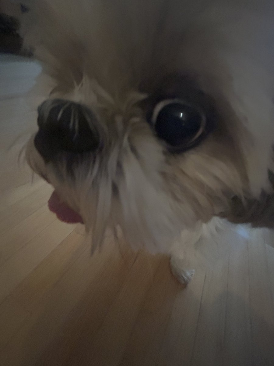 _sweetgioia_'s tweet image. just say YOU WANT ME TO KMS ITS FINE