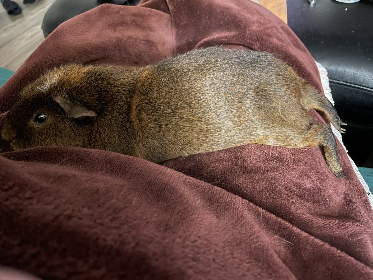 Guinea Pig Central tweet media