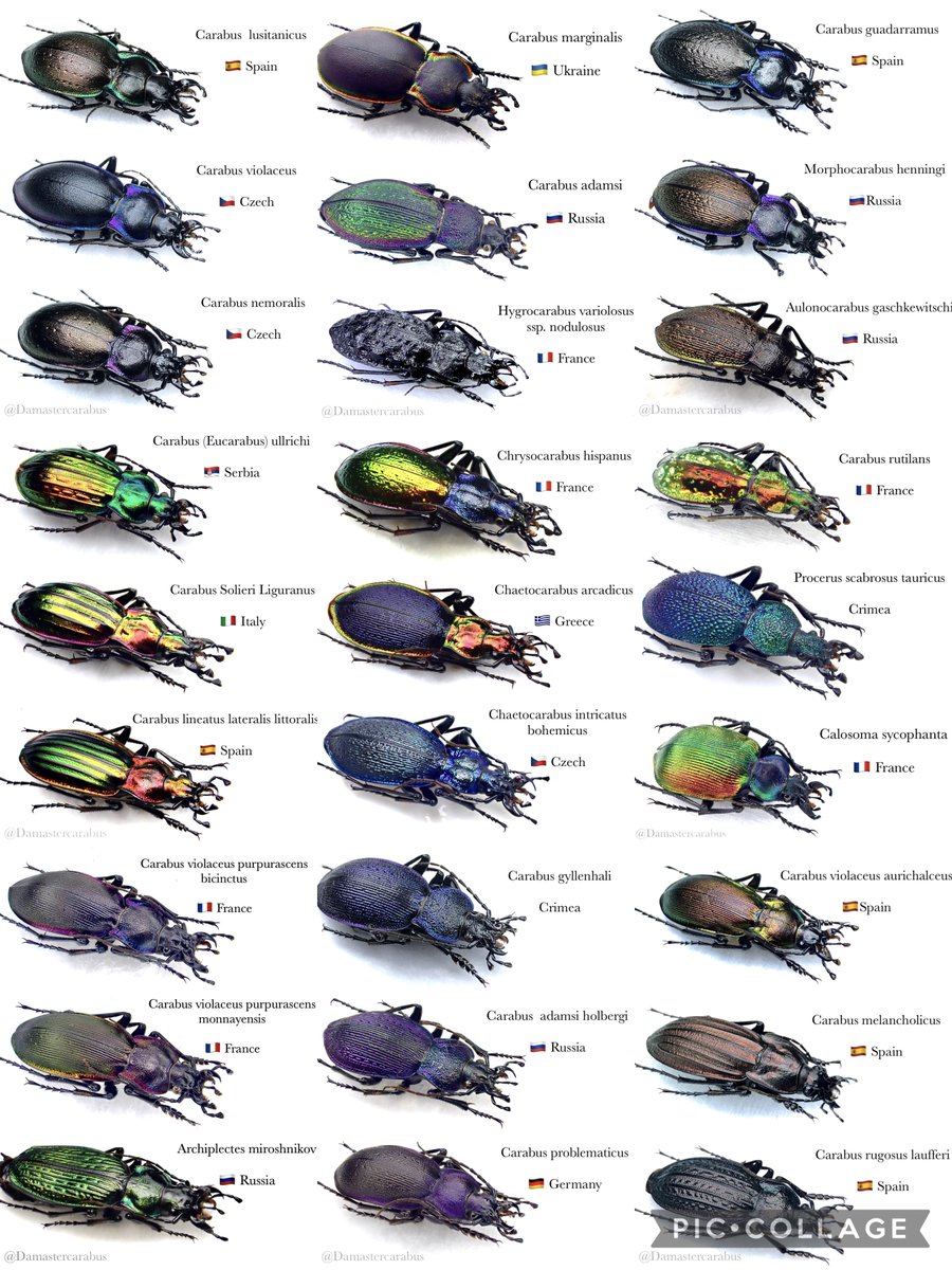 DamasterCarabus's tweet image. ヨーロッパ＆中国のオサムシ、カブリモドキ

𝐫𝐞𝐧𝐞𝐰𝐚𝐥 2025.6.16