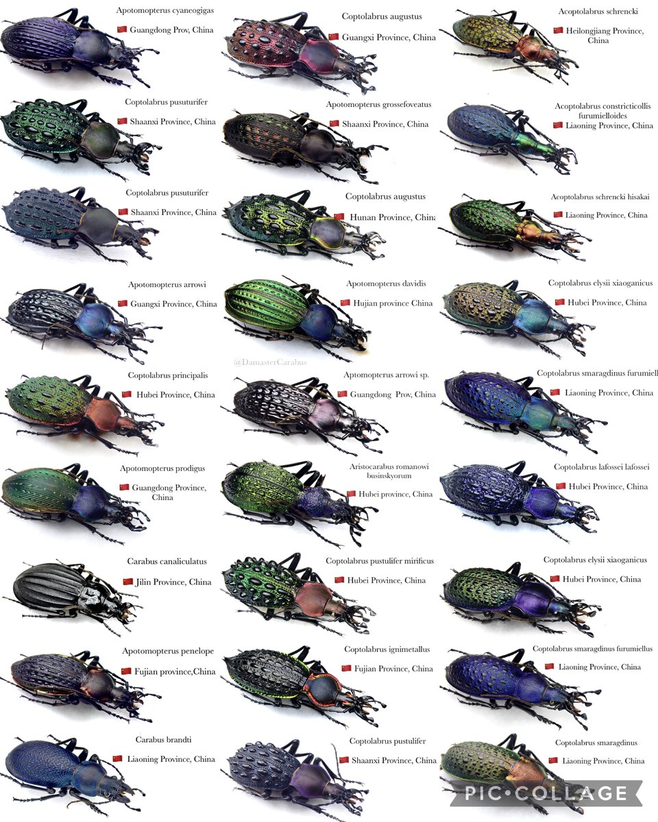DamasterCarabus's tweet image. ヨーロッパ＆中国のオサムシ、カブリモドキ

𝐫𝐞𝐧𝐞𝐰𝐚𝐥 2025.6.16