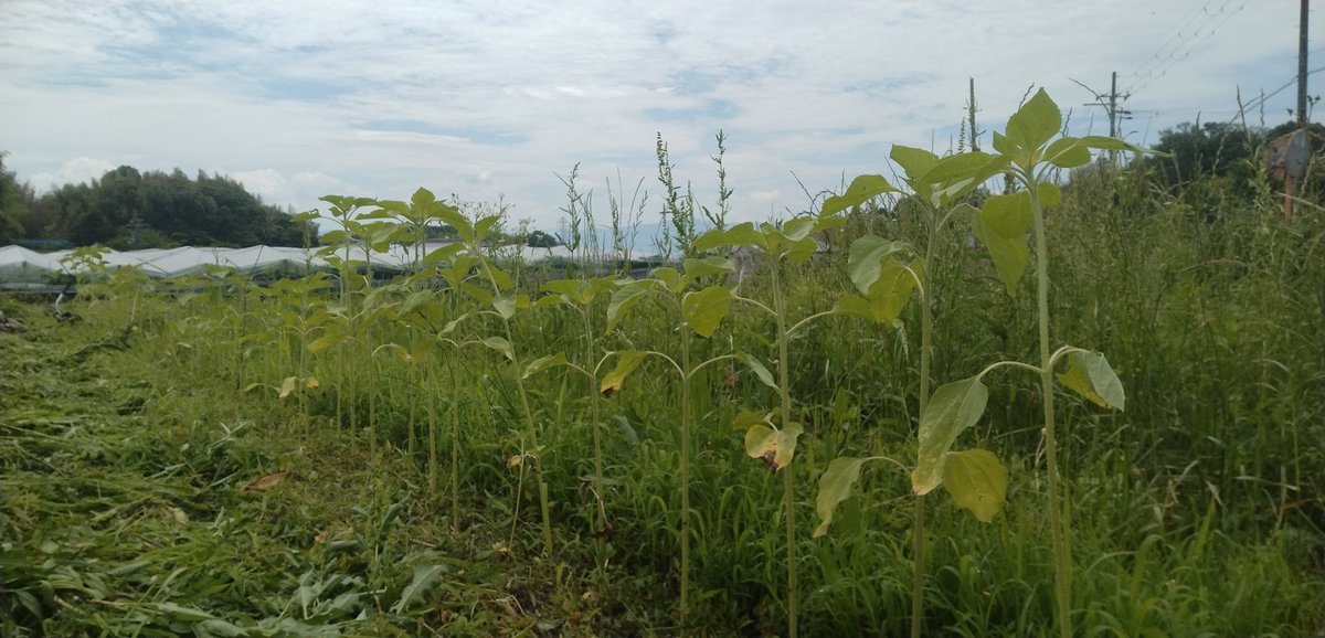 ヒマワリが伸びて来ました。🌻