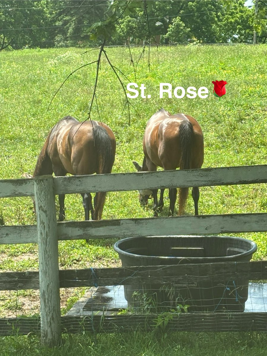 Chrissy_Ottb's tweet image. It’s been a while since I gave an update on #StRose - as @fullcircleeq can confirm, Rose is notoriously camera shy 🙈 so, here is her 🍑🤣
She LOVES my TB gelding, and spends 99% of her time glued to his side. Shes not a fan of Ollie, our mini 😅🫣. She is INCREDIBLY sweet and…