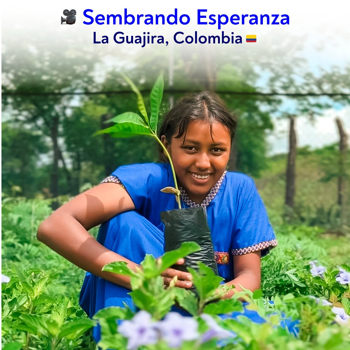#SembrandoEsperanza 🌱 | Los niños de #Pulitchamana en #LaGuajira, te presentan su vivero: ✨ Vida Verde✨ 

▶️Video: youtube.com/shorts/fYAXGqi… 

¿Sabes cuál es el árbol que les llevará agua a su comunidad?

¡Descúbrelo en el video y escríbelo en los comentarios!