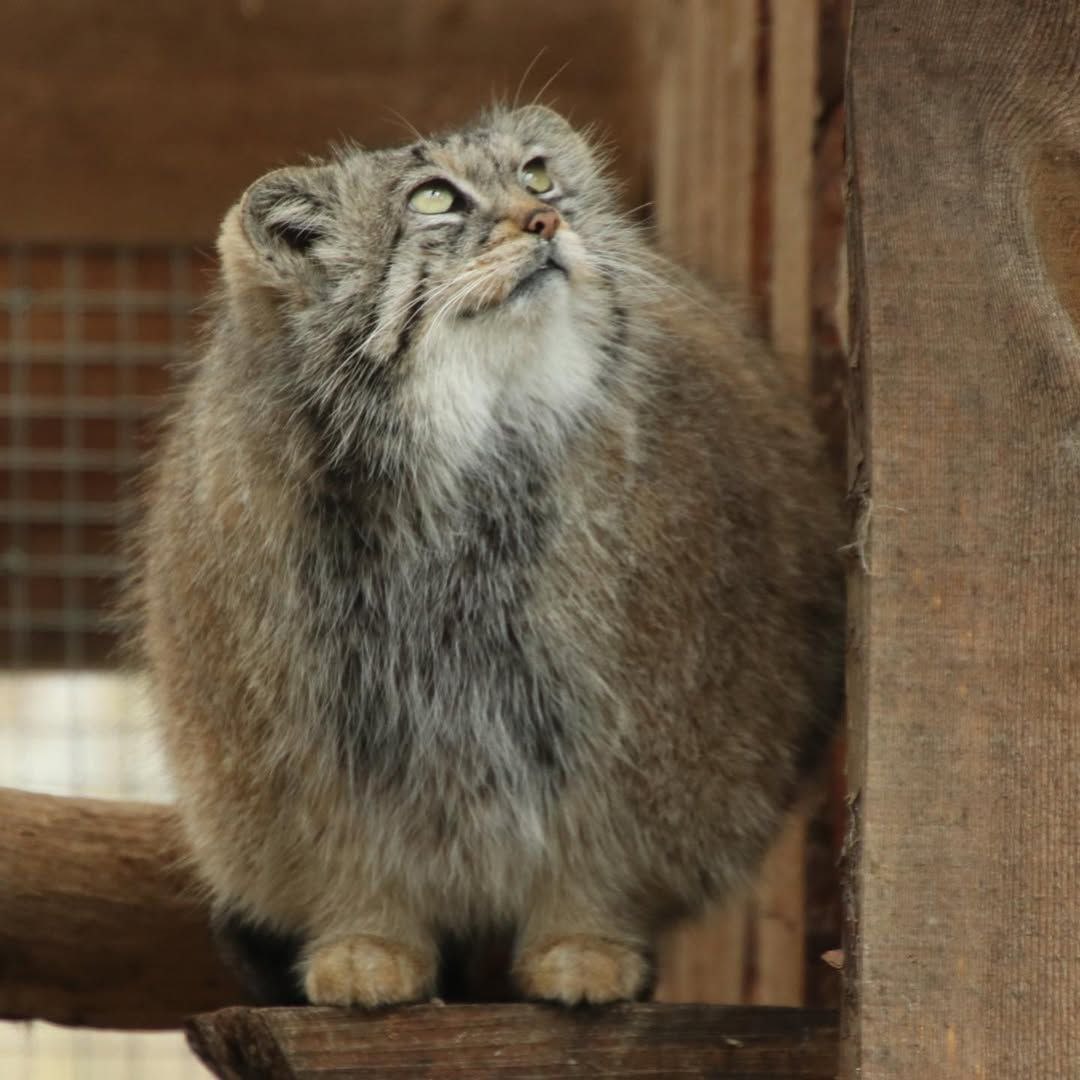 Daily Manul tweet media