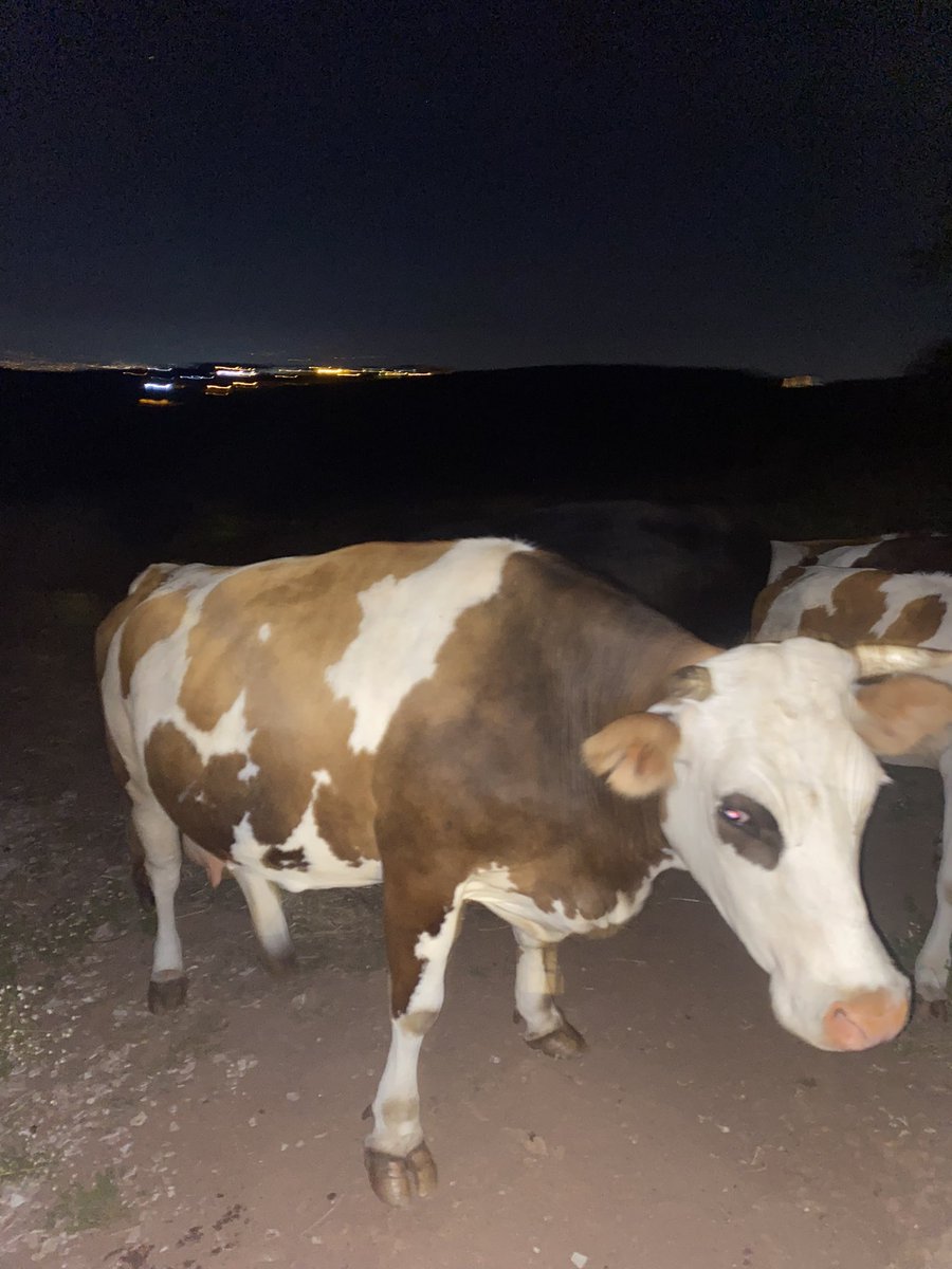 Gece bekçileri 🐄😅