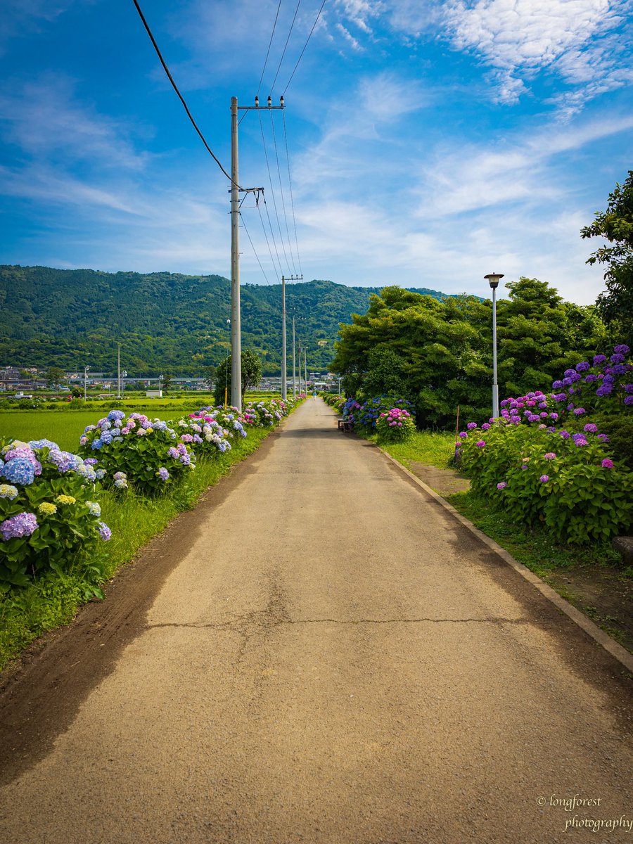 daisu1973's tweet photo. 紫陽花

#キリトリセカイ 
#ファインダー越しの私の世界 
#写真が好きな人と繋がりたい
#カメラが好きな人と繋がりたい
#紫陽花 
#あじさい 
#写真の奏でる私の世界 
#キリトリノセカイ 
#空のある風景 
#写真撮ってる人と繋がりたい https://t.co/y55kLDZNwB
