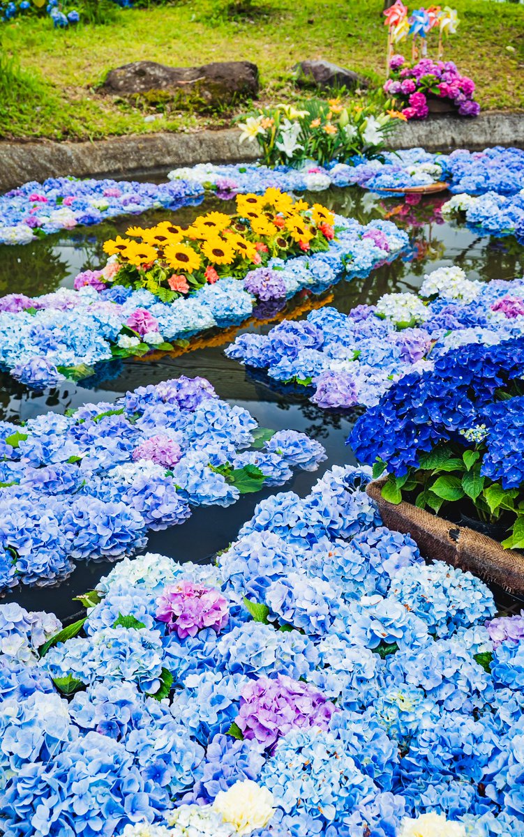月曜日の憂鬱を振り払う、初夏の彩りが美しい

#開成町あじさいまつり