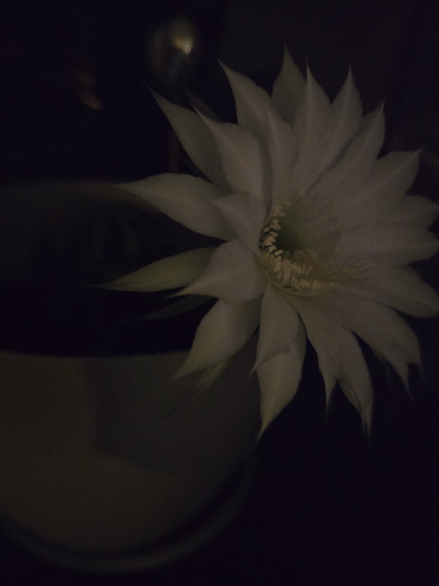 Königin der Nacht ist erwacht.. ☀️❤️ 
☝️wird in einigen Kulturen als Glücksbringer angesehen, besonders wenn sie blüht.
Wünscht euch schnell etwas, sie blüht nur in der Nacht und verwelkt bis zum Morgengrauen.
<a href="/H322ppm/">Karles (322ppm 😢) 😷👍 📯</a>
<a href="/micbram/">Des Mischelsche 🥓 ☢️ ♂</a> <a href="/Quer_Schlaeger/">⬇️ --- Ꝗᵾɇɍ§ȼħłäǥɇɍ --- ⬇️</a> <a href="/smutje68/">Cornel the Smu (@smutje68@nrw.social)</a> <a href="/StarterSmart/">SmartStarter</a> 
<a href="/Thommywag/">Thommy</a>