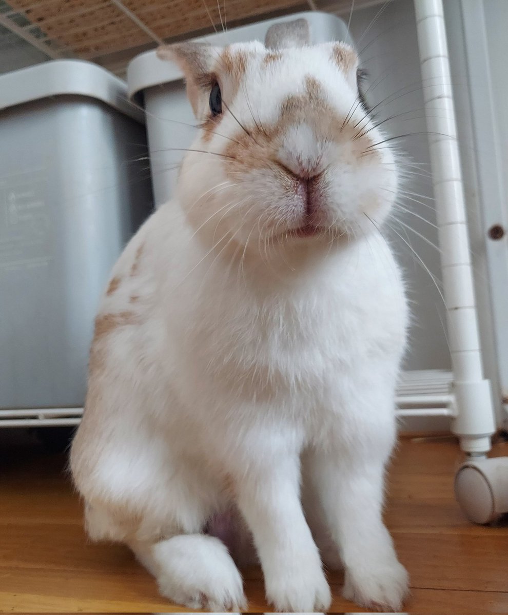 くた君おはよう☀️今日から暑いんだって