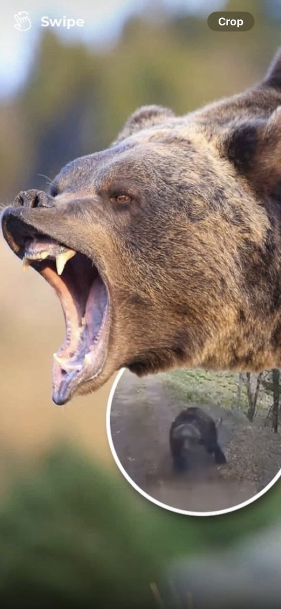 I’ve gotta go grizzly bear. Dawg can you imagine this shit coming right at you? OMG