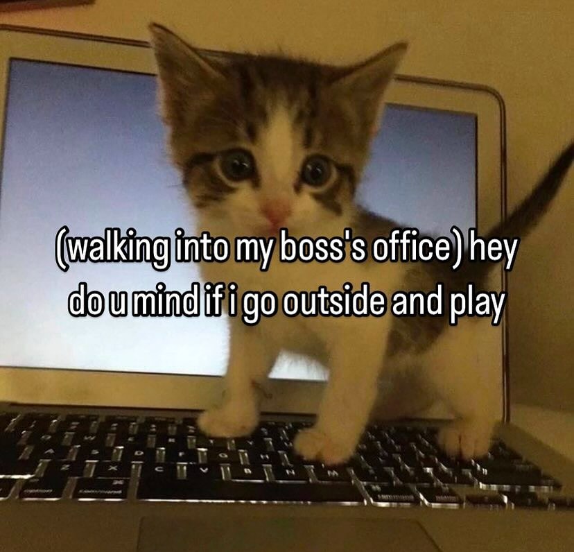 smol silly cat tweet media
