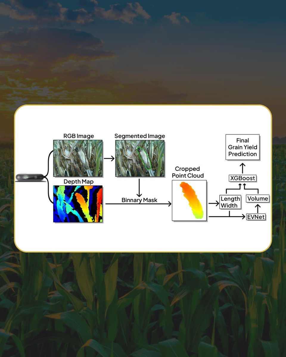 Ciampitti Lab tweet media