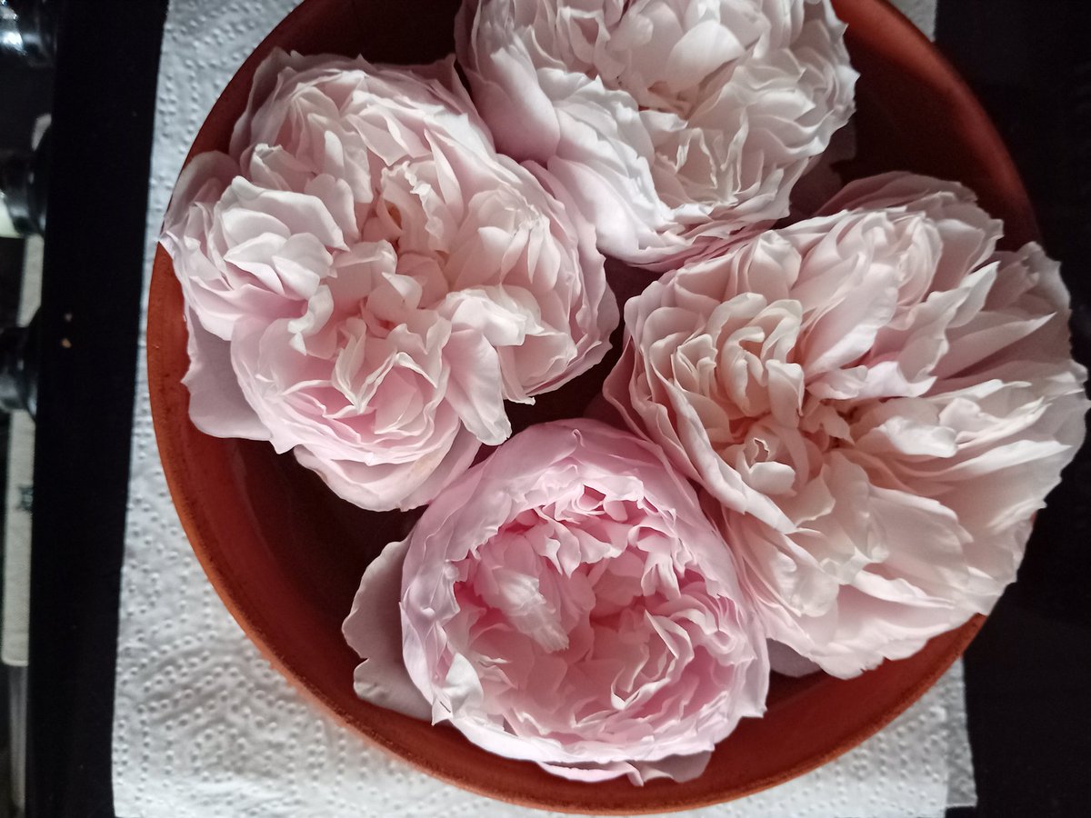 janemoggi's tweet photo. @GWmag The Generous Gardener. These are going over but thought I'd get an extra day or so from the blooms https://t.co/wbEaqCK9Lg