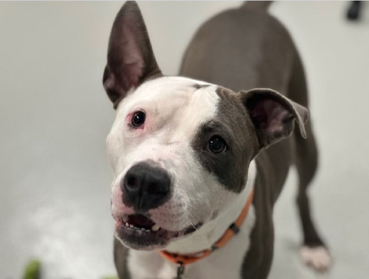 🐾1-y/o Ghost surrendered b/c landlord no longer allows pets. Sweet, social, waggy, affectionate, energetic, excitable, earned best possible behavior rating. Lived w/ kids, owner says friendly w/ familiar dogs, but ACC says solo pet only. Loves baths. Needs a foster offer by
