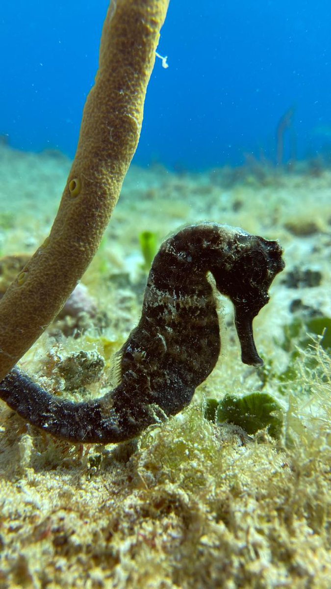 Oscar Rébora tweet media