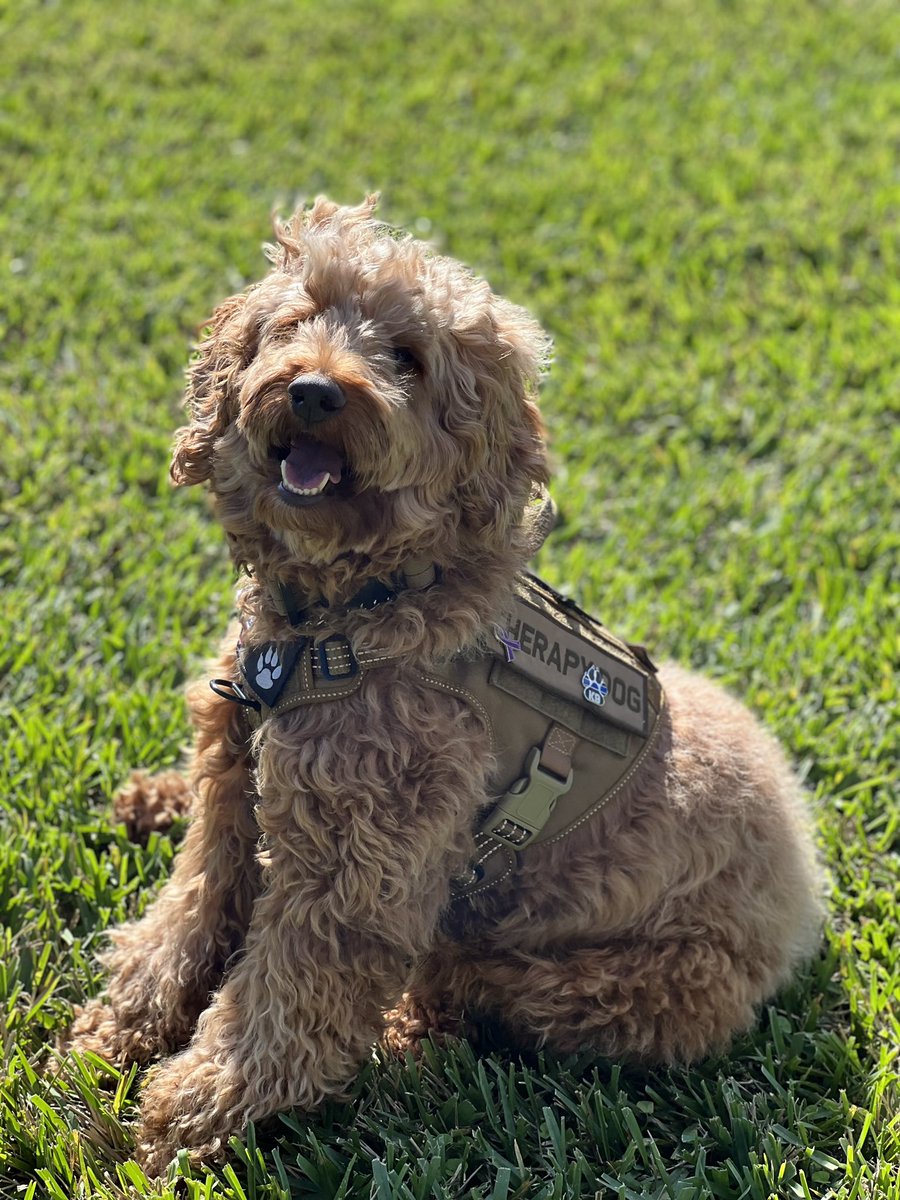 Feliz 2️⃣ cumpleaños, K9 Joey! 🐾