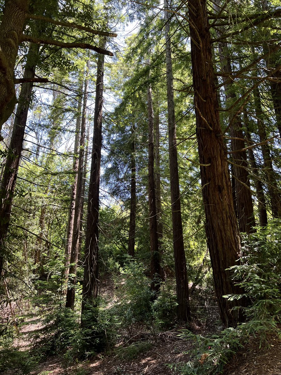 mariesutro's tweet image. Time among the tall trees soothes the soul. 

#trees #nature #hiking #trails #gratitude #inspiration