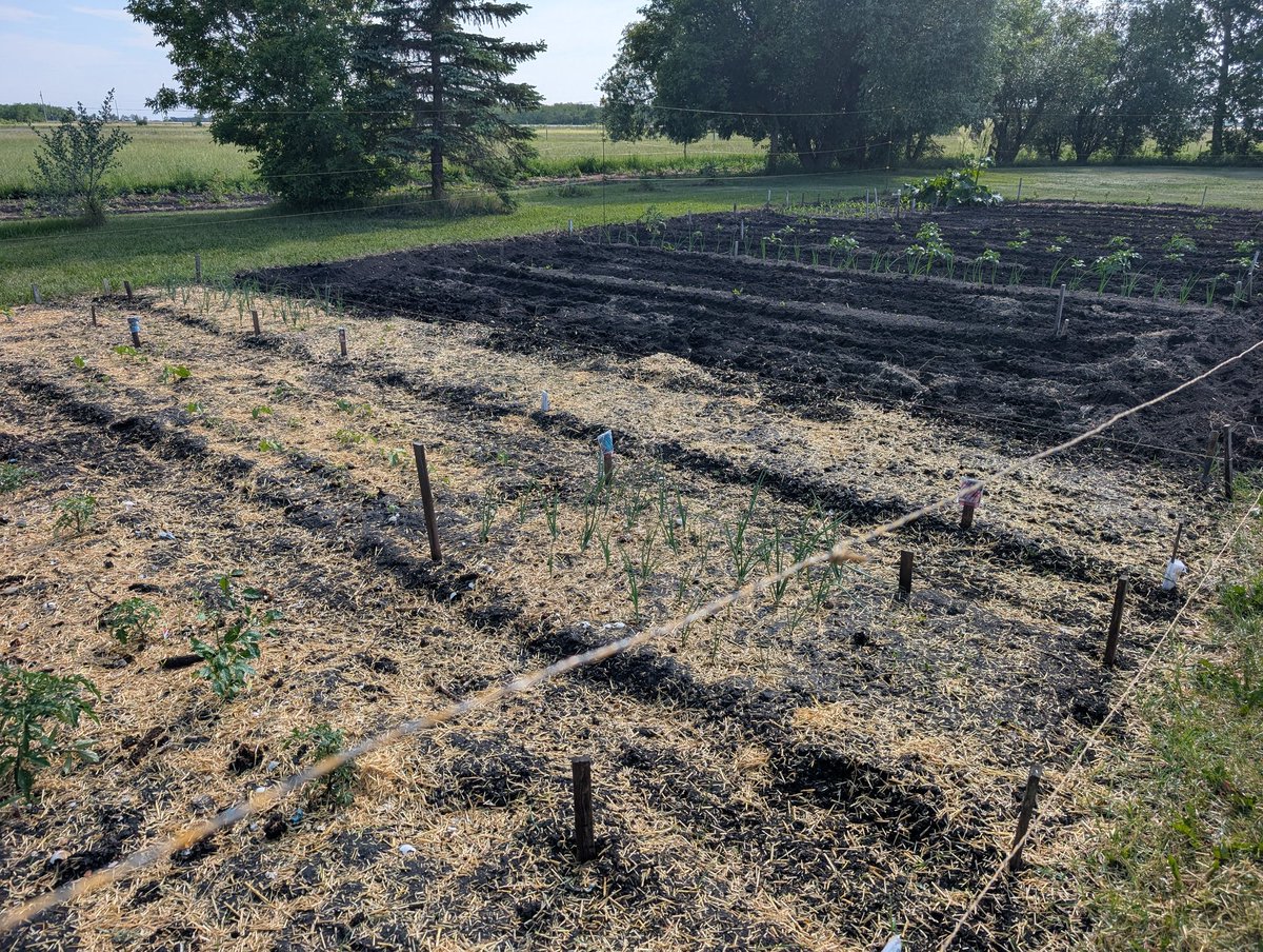 Two different styles at work. Guess which end of the garden is mine?