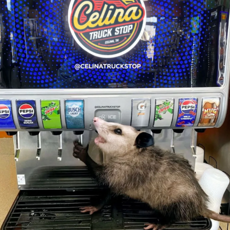 Blossom Opossum tweet media