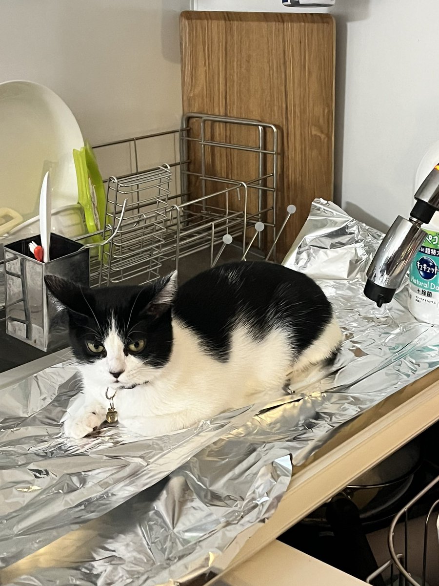 <a href="/nyantamach222/">にゃんたまチャンネル@猫と遊べる温泉旅館</a> アルミホイルをキッチンにひくと猫が上らなくなくなるとXで見て試した結果