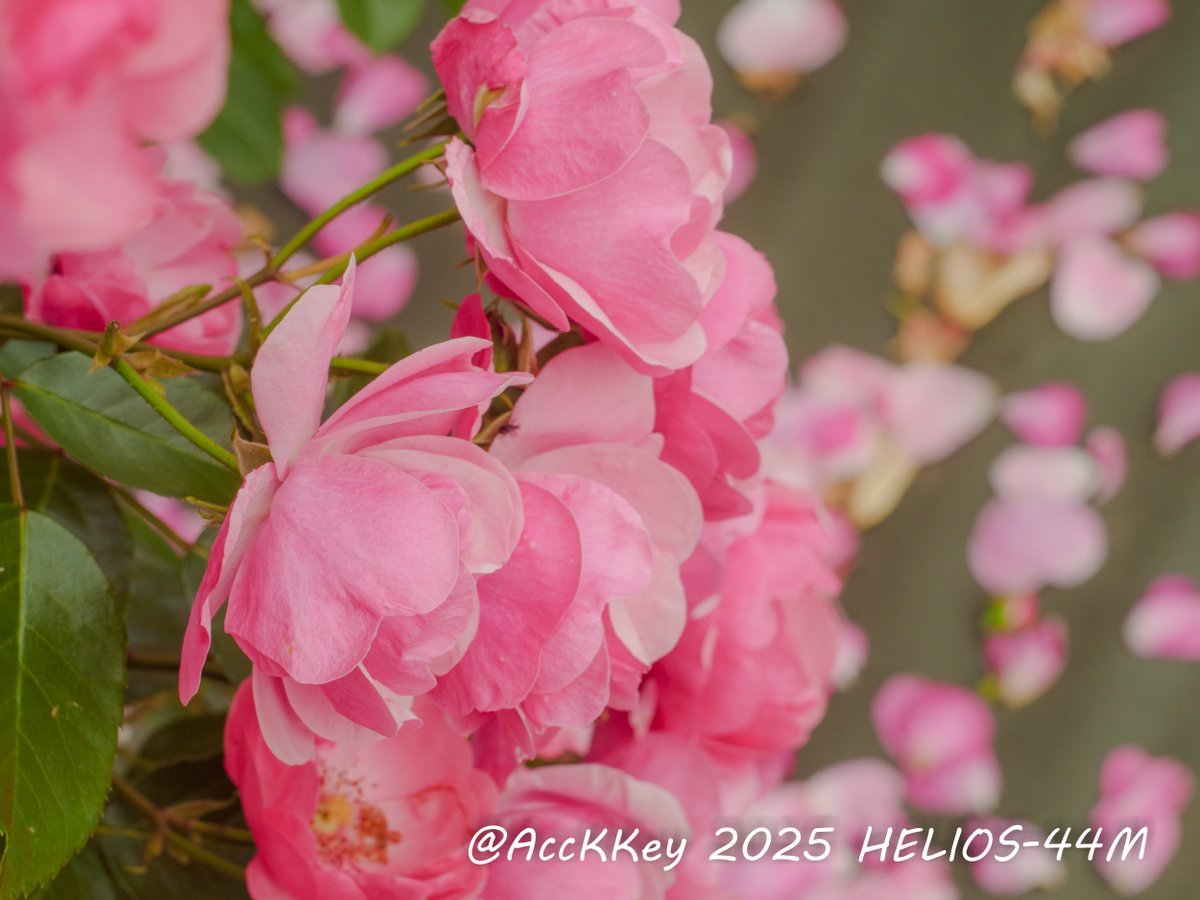 AccKKey's tweet photo. おはようございます
今週は暑くなるらしいね
お気をつけてお過ごしください
#TLを花でいっぱいにしよう
#ファインダー越しの私の世界
#AccKKey
#OLD_LENS #オールドレンズ #HELIOS44M #HELIOS https://t.co/BloGCezThI