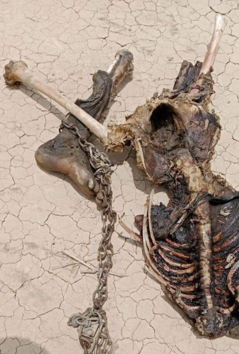 zehrijournalist's tweet photo. The images reveal how Pakistani FC forces abduct Baloch individuals, keep them disappeared for months or years, and later return their bodies showing signs of brutal torture. https://t.co/5cWXD4y9TY