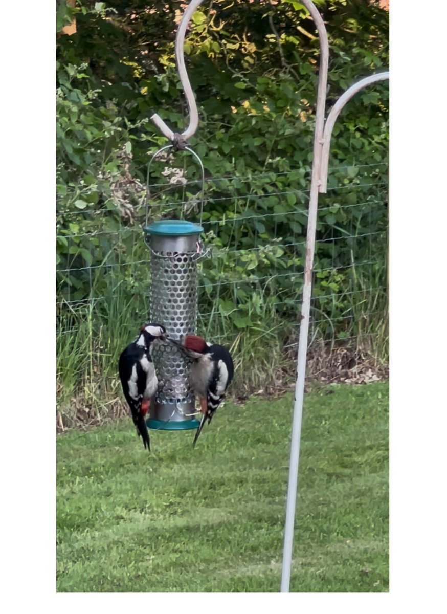 DrShashiVohra1's tweet photo. Spotted this Father feeding the juvenile from our window!
#FathersDay2025
#GreatSpottedWoodpecker
#photograghy
#Wildlife
#Windowbirding https://t.co/YwCFIHUXqn
