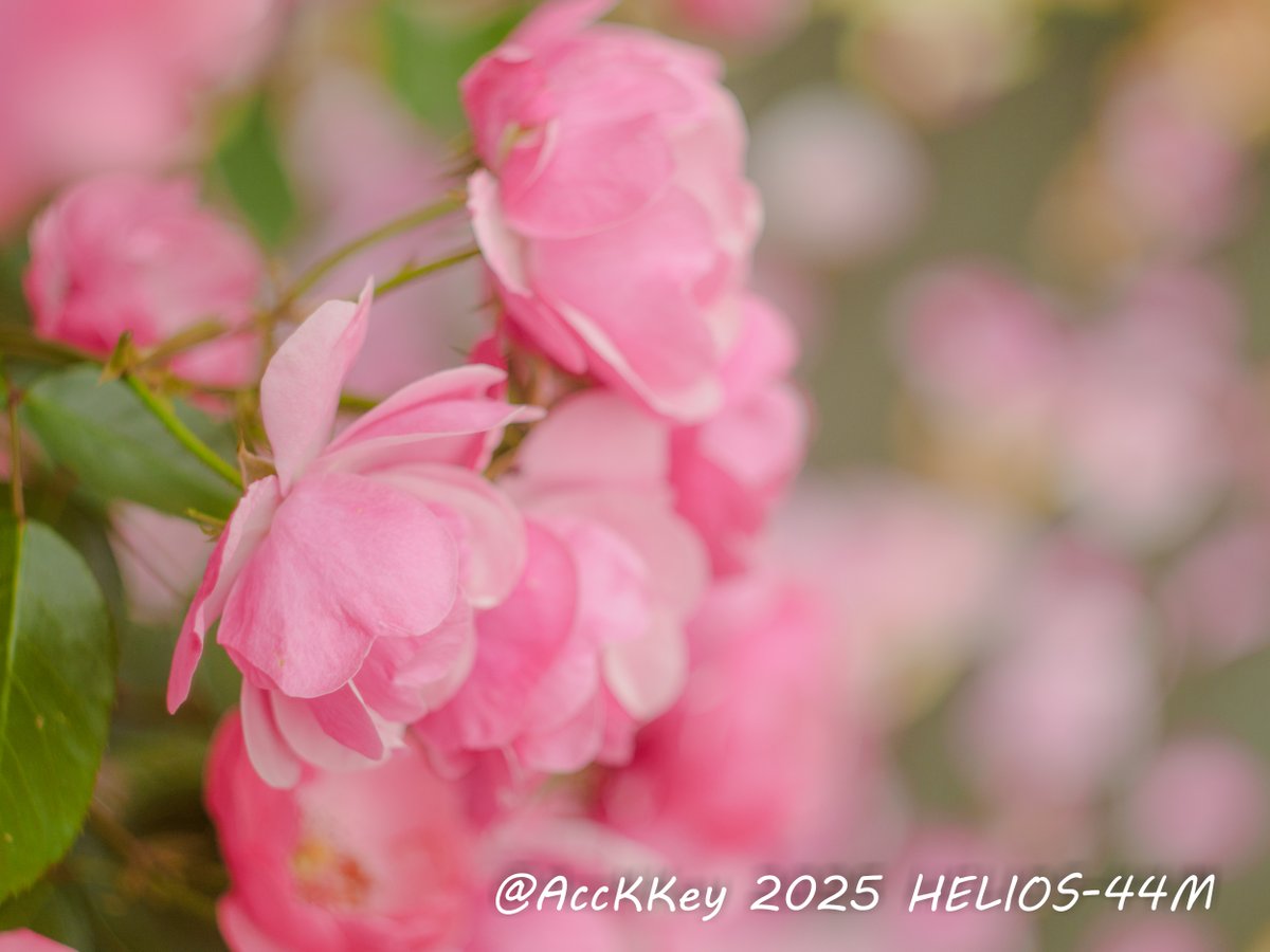 AccKKey's tweet photo. おはようございます
今週は暑くなるらしいね
お気をつけてお過ごしください
#TLを花でいっぱいにしよう
#ファインダー越しの私の世界
#AccKKey
#OLD_LENS #オールドレンズ #HELIOS44M #HELIOS https://t.co/BloGCezThI