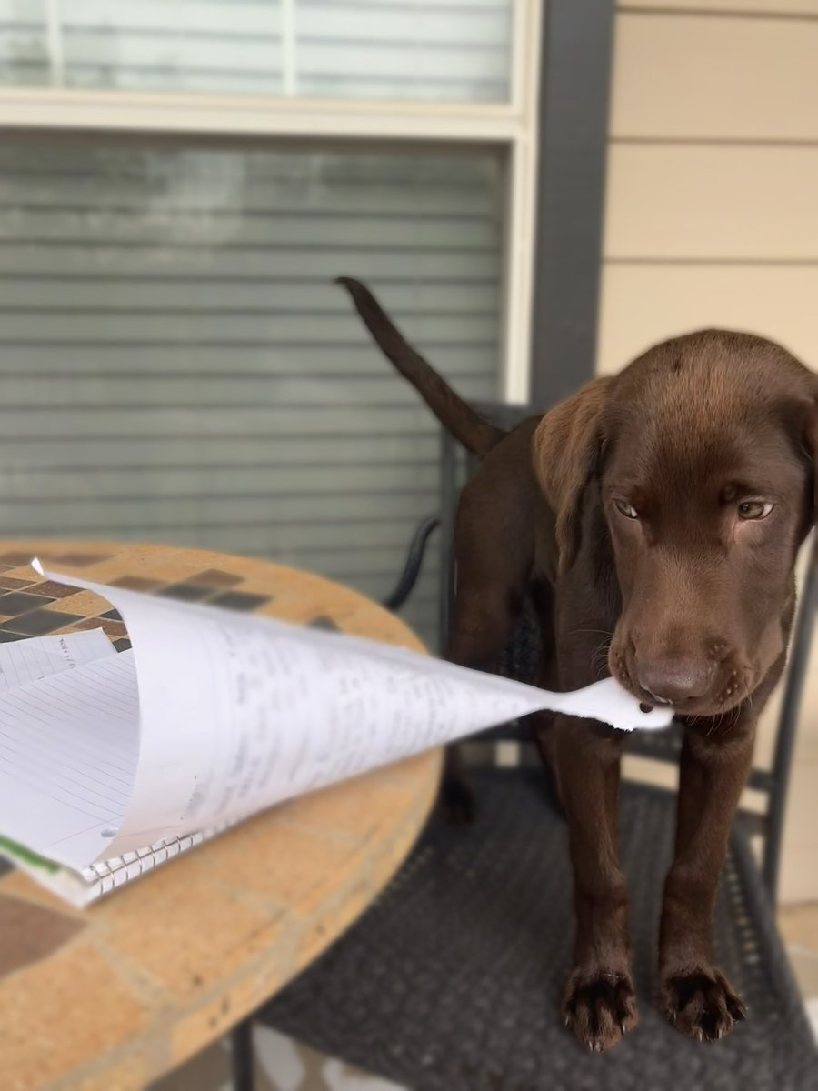 help! my dog ate my homework!!