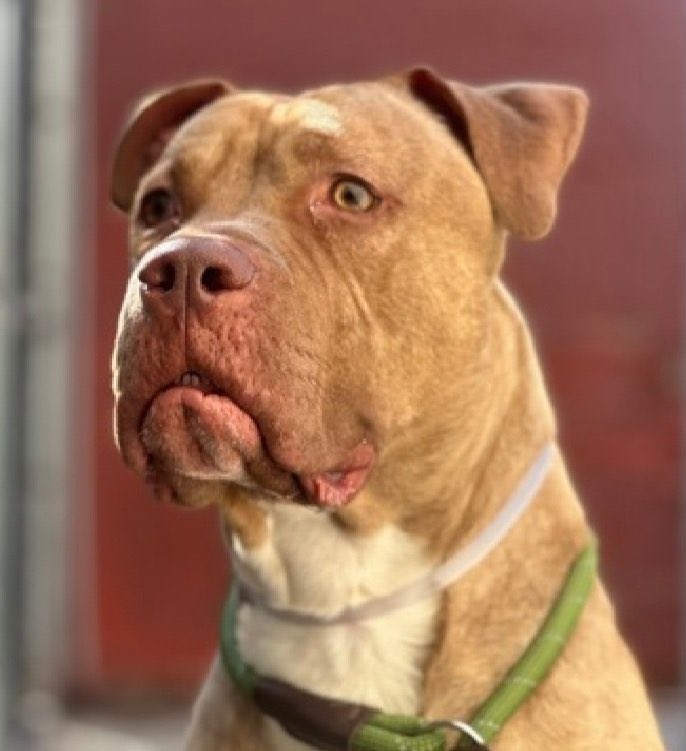 MoishesMom's tweet photo. My 💔 for Bewildered • You can see the terror in his eyes, and the way he’s holding his lower lip, his set of lower Toofies 🦷🦷 🦷🦷 😟☹️😭

Their fear of his fear makes him a kill 💉 Target 🎯 He needs a hero 🦸 🦸‍♂️ https://t.co/A5DGinX0bD