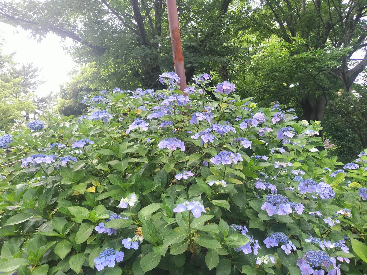 おはようございます☀
週末は家の近くで紫陽花観賞🌼
ちょうど見頃で癒されました🥰
今週は夏みたいな暑さが続くみたいですが、元気に頑張っていきましょー🙌
