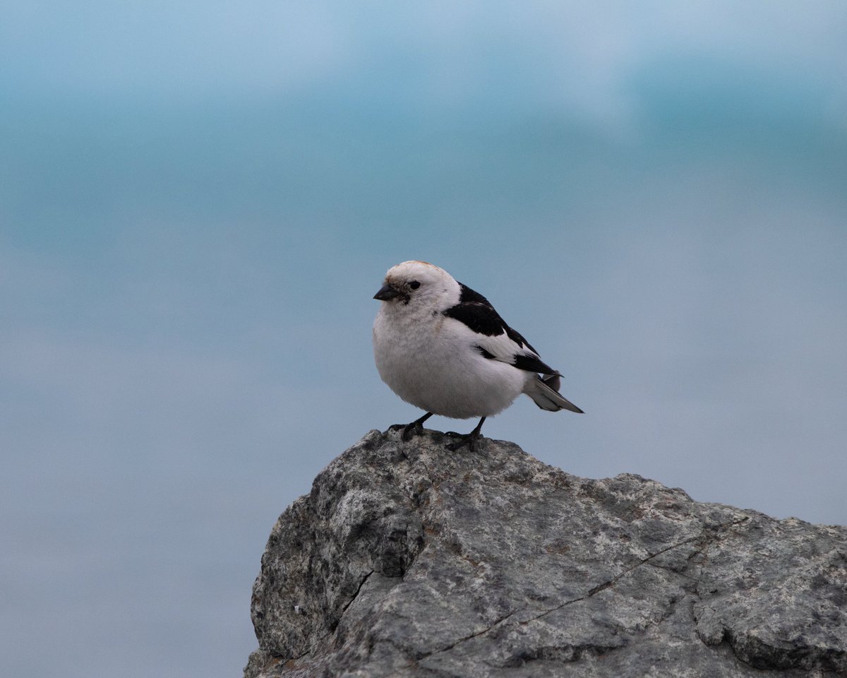 Harbour seal and Snow bunting at Vatnajökull Glacier lagoon, Iceland.