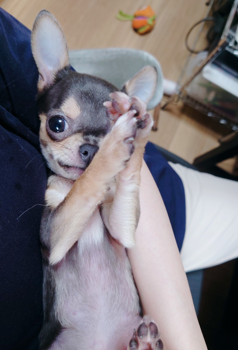 犬飼のの on X: 