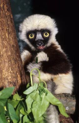 AyDioMotor's tweet photo. Happy Father’s Day Zoboomafoo! https://t.co/DMcKeeES2f