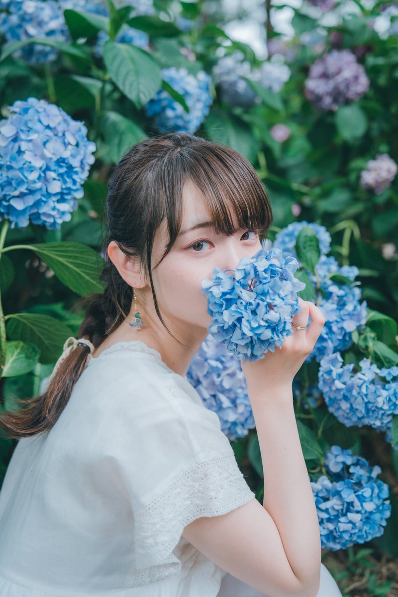 紫陽花