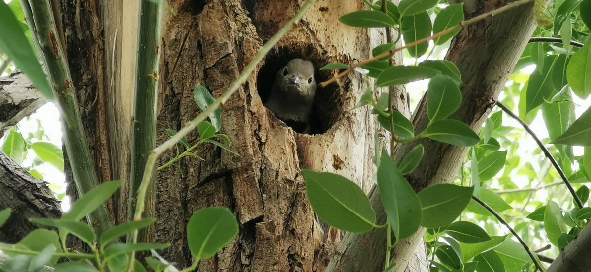 Kolowrocki's tweet photo. For 10 years, every spring, #NorthernFlickers would hammer my willow and disappear. For the first time, they finished the job and nested. One of two teenagers and mom flexingπͺ #birds #yyc #Calgary @weaselheadpark #GlamorganYYC https://t.co/eceiKLo006