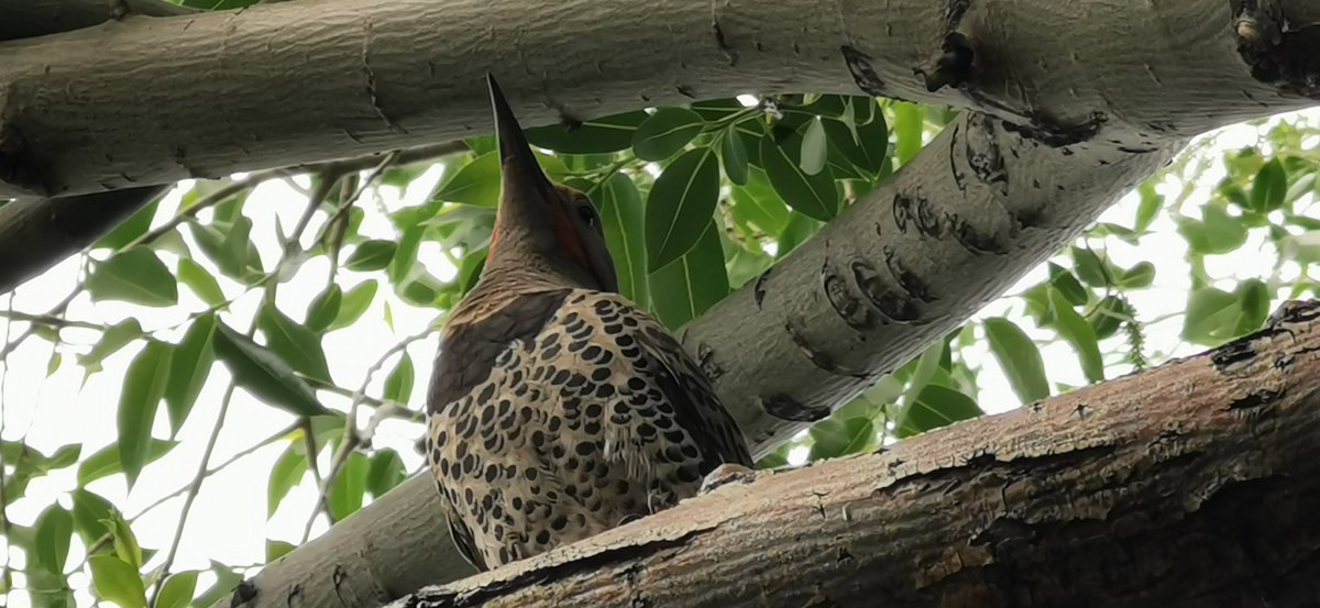 Kolowrocki's tweet photo. For 10 years, every spring, #NorthernFlickers would hammer my willow and disappear. For the first time, they finished the job and nested. One of two teenagers and mom flexingπͺ #birds #yyc #Calgary @weaselheadpark #GlamorganYYC https://t.co/eceiKLo006