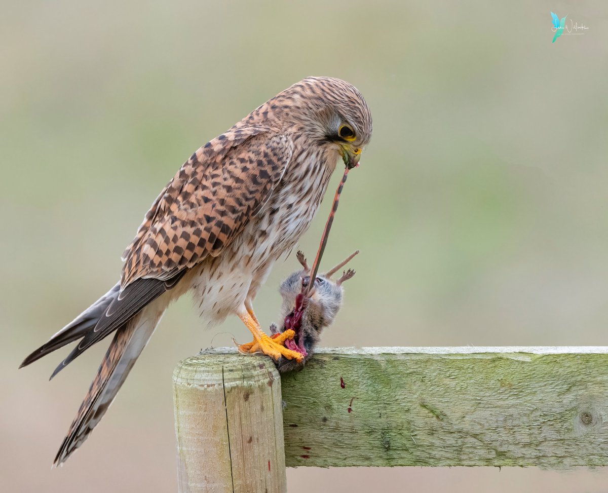 LeeWillcockslee's tweet photo. We have to stretch our meals out nowadays in this climate.
Female Kestrel and vole https://t.co/tcri9Bk0Kf