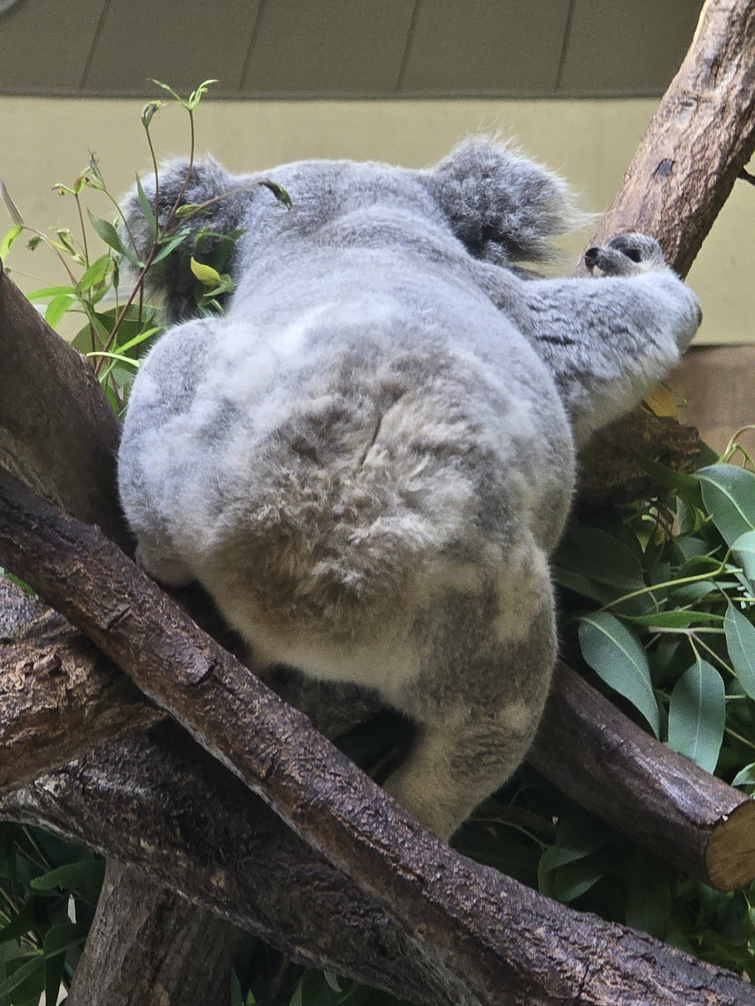 🐨やしじゅん🐨コアラー(2025もコアラ年) | 児童「コアラを触っ