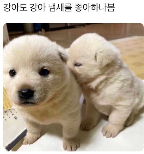 enico_990__'s tweet photo. 이거 진심 너무 귀여붐 https://t.co/THPwwYS8oE
