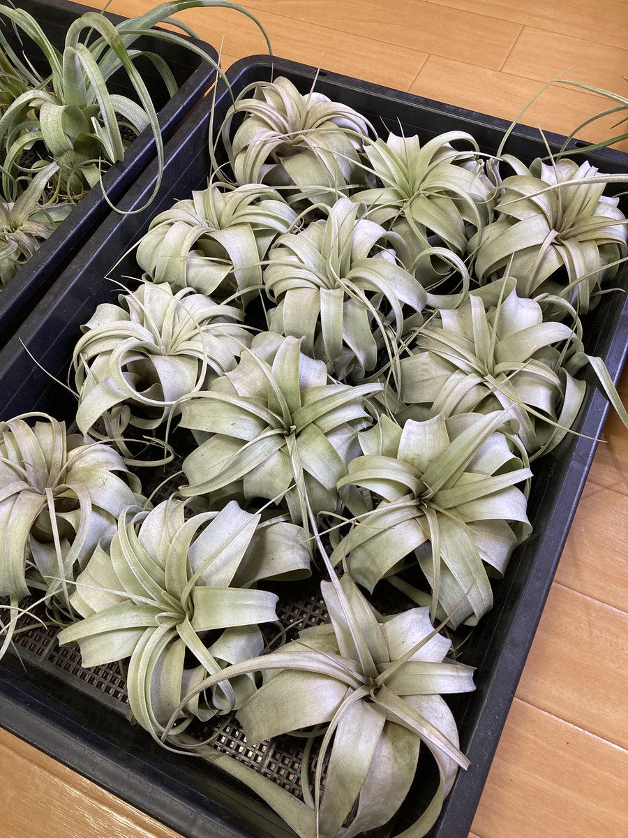 NativeToy's tweet image. キセログラフィカ販売中
一株¥2,500-
欲しい方DM下さい。