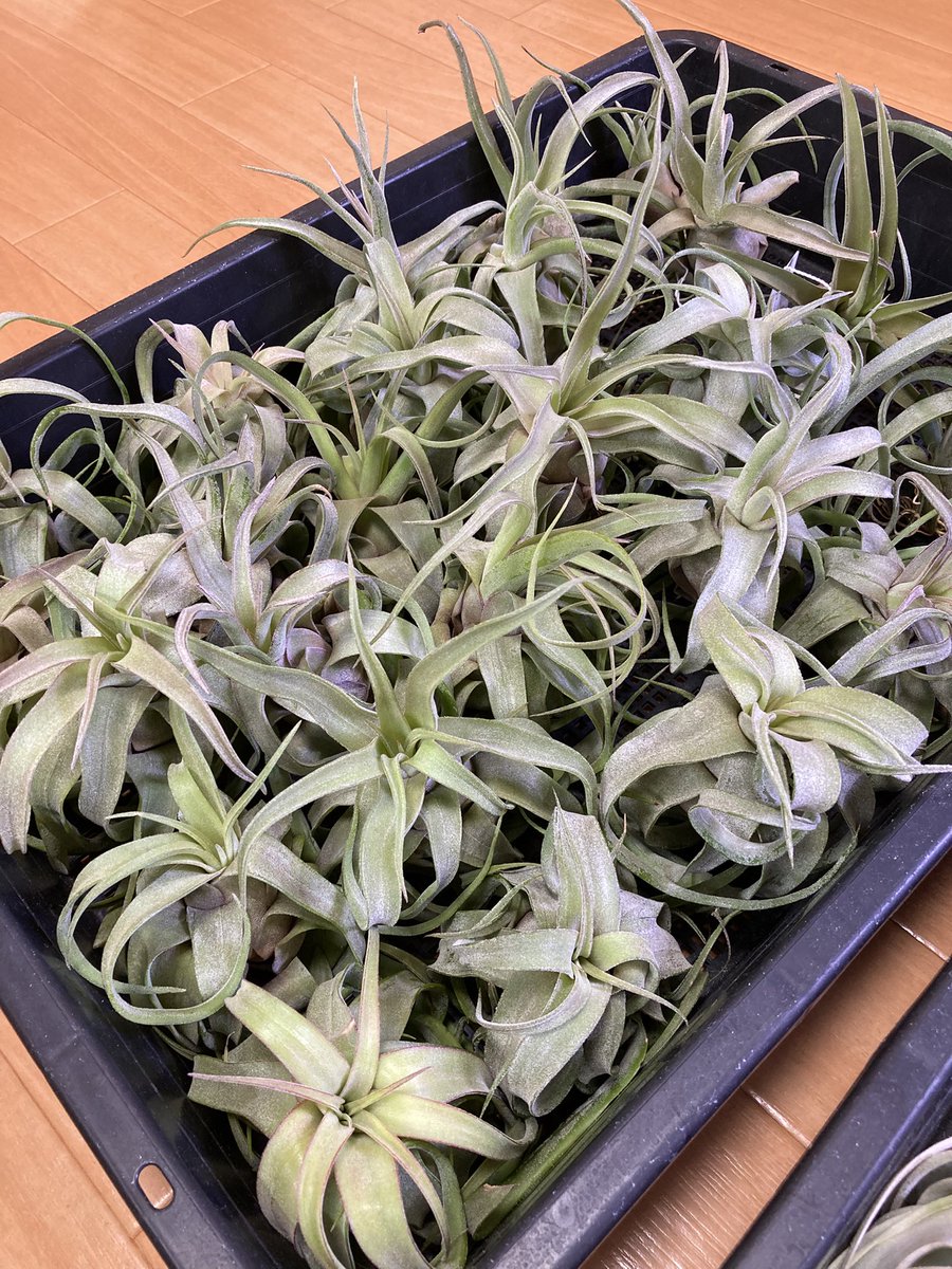 NativeToy's tweet image. ストレプトフィラ販売中
一株¥1,500-
欲しい方DMして下さい。