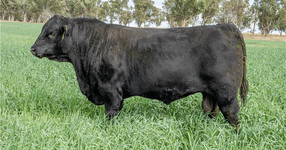Join Northern Tablelands Local Land Services and Angus Australia for a workshop on Estimated Breeding Values (EBVs) &amp; objective bull selection. 
Learn more here 👉 buff.ly/KHTkJq2