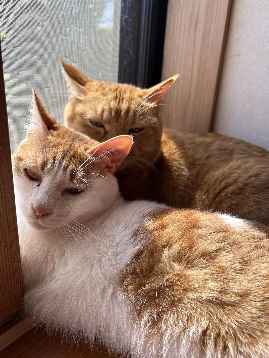 おはようございます☀
朝起きたら、閉めていたはずの障子を2匹でずらして日向ぼっこしてました😹

少しずつ暑くなってきてますね〜💦
この子たちの毛をスッキリさせてあげないとですね😸