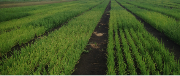 Kuma Ranathungamage tweet media