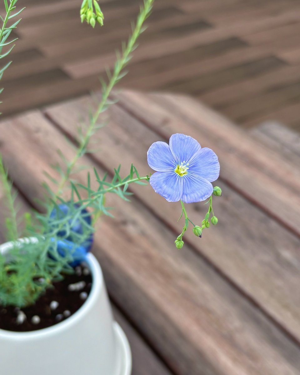 ㅁㅊ  꽃.폇.어..