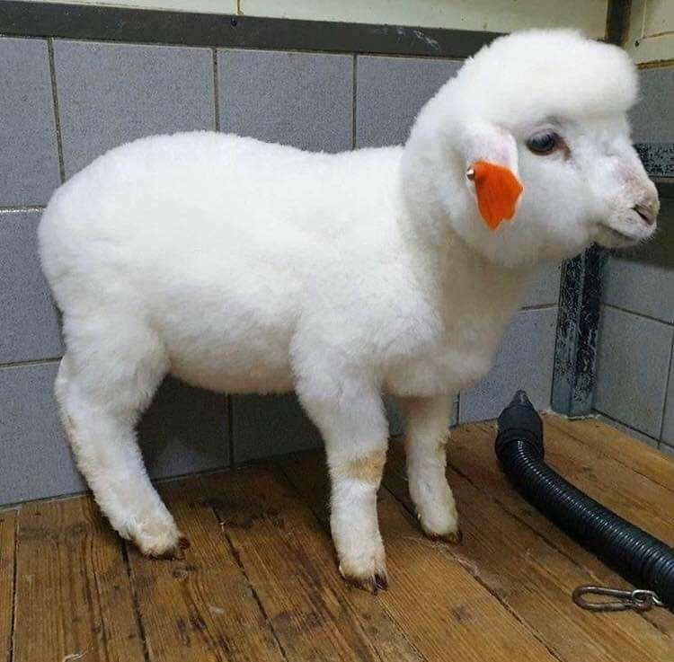 BichinhosFB's tweet image. Eu amo essa sequência de fotos