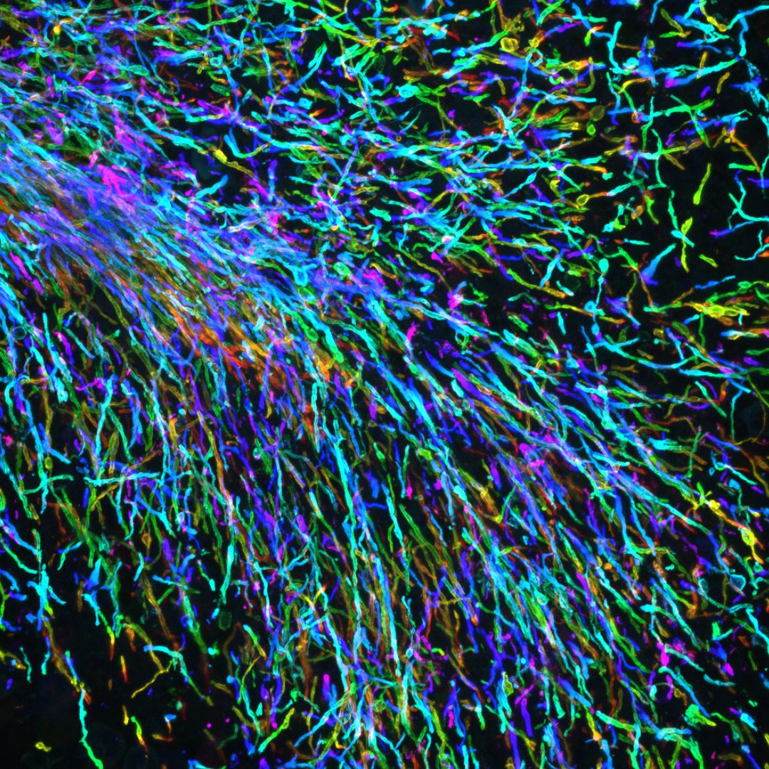 Centenary Institute tweet media